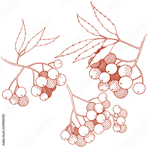 Vector autumn red sorbus plant. Berry plant botanical garden floral foliage. Isolated illustration element.
