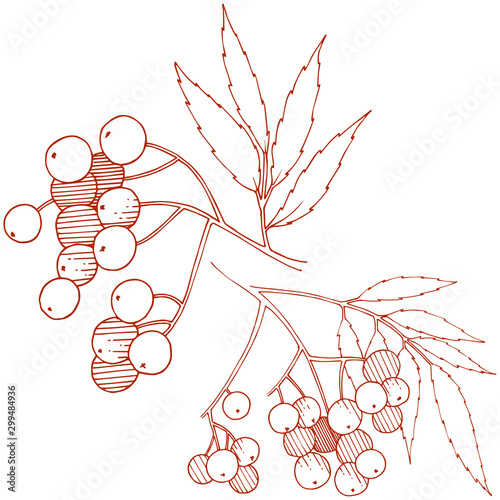 Vector autumn red sorbus plant. Berry plant botanical garden floral foliage. Isolated illustration element.