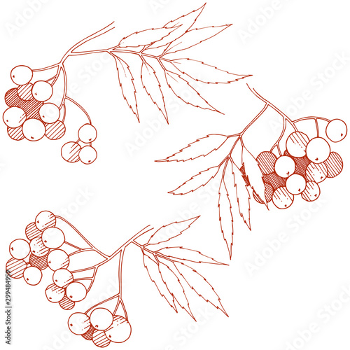 Vector autumn red sorbus plant. Berry plant botanical garden floral foliage. Isolated illustration element.