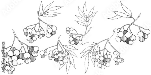 Vector autumn black sorbus plant. Berry plant botanical garden floral foliage. Isolated illustration element.