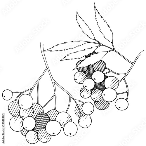 Vector autumn black sorbus plant. Berry plant botanical garden floral foliage. Isolated illustration element.