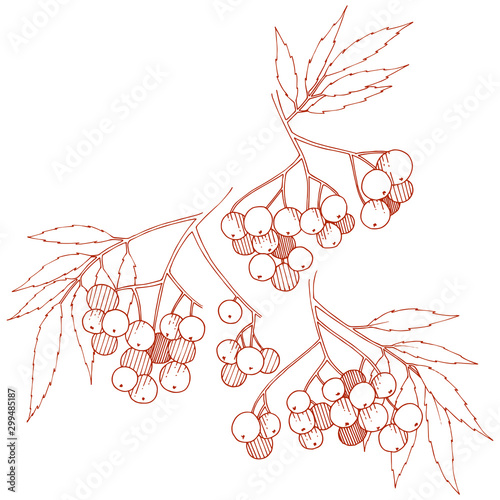 Vector autumn red sorbus plant. Berry plant botanical garden floral foliage. Isolated illustration element.