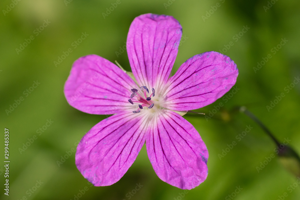 summer - purple flower isolated closeup picture