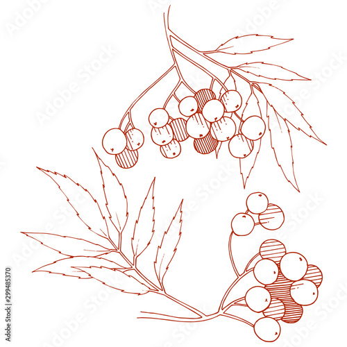 Vector autumn red sorbus plant. Berry plant botanical garden floral foliage. Isolated illustration element.