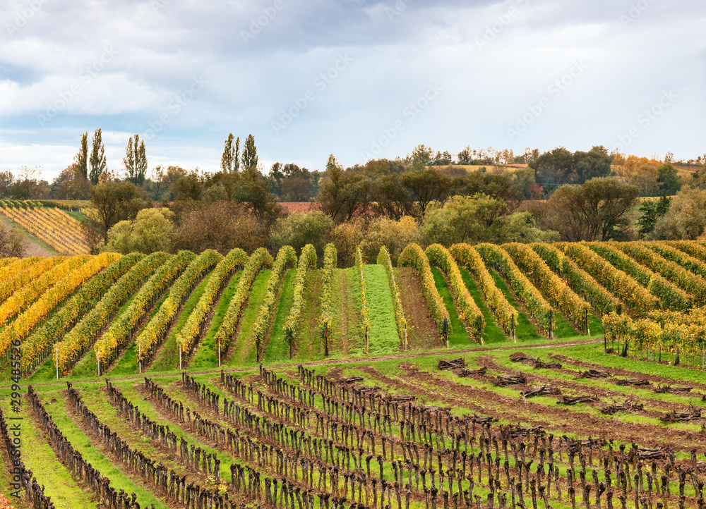 Landschaft mit herbstlichen Weinreben in der Pfalz