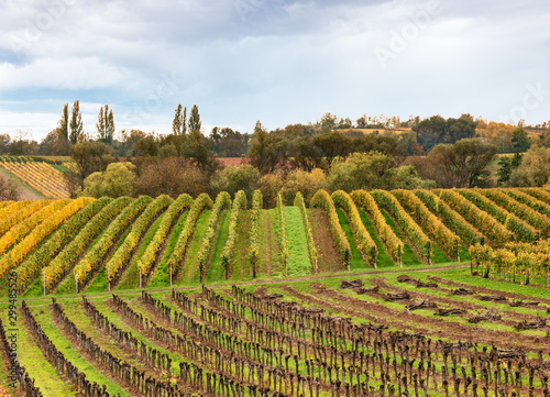 Landschaft mit herbstlichen Weinreben in der Pfalz