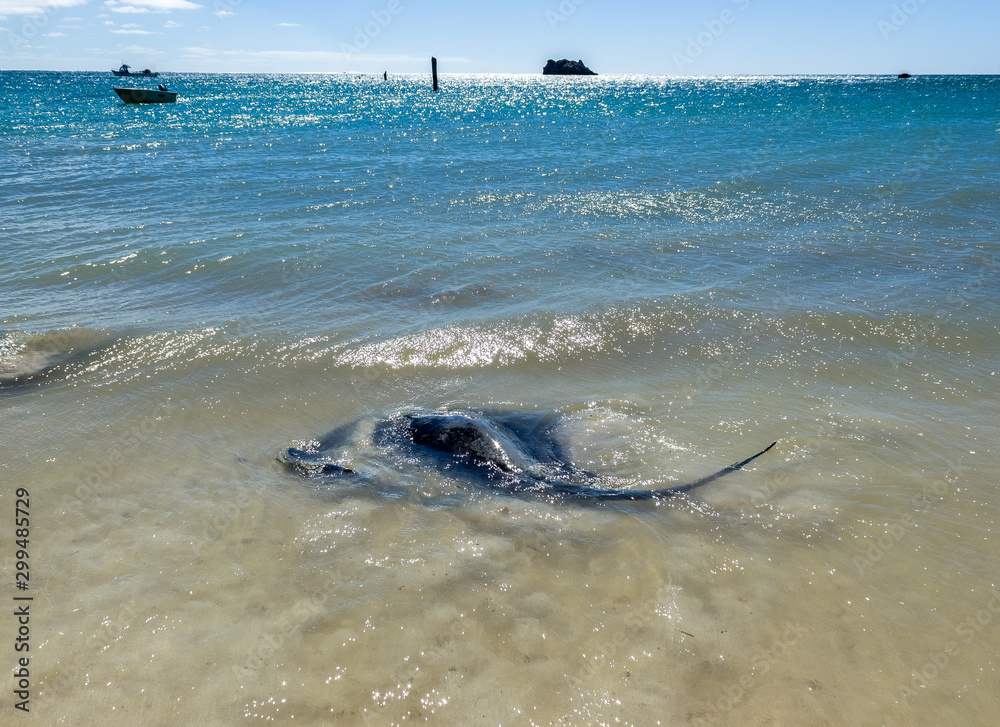 Big black Stingray swimming in the shallow shore at Hamelin Bay, Western Australia