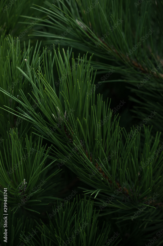Christmas tree branches, nature background Christmas tree branches, nature background