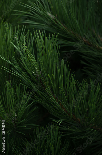  Christmas tree branches, nature background