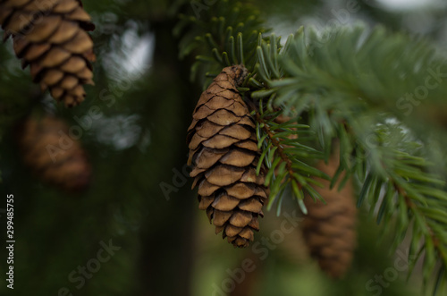 Christmas tree cones, background