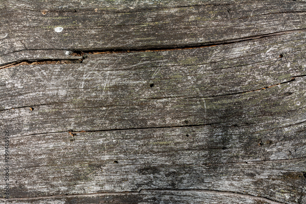 Closeup image of an old wooden board. Shriveled tree trunk. Background. Texture. Closeup image of an old wooden board. Shriveled tree trunk. Background. Texture.