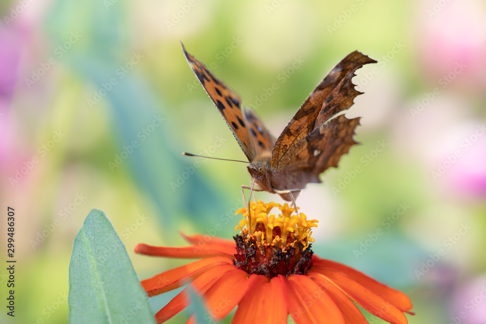 Obraz premium 秋のコスモス畑を飛び交う蝶