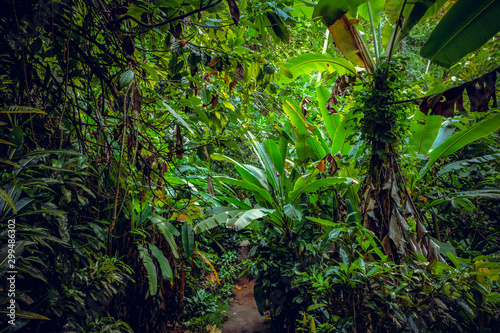 Into the rain forest of St Lucie under the pitons