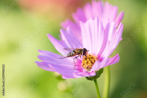 秋のコスモス畑で花の蜜を吸うハチ
