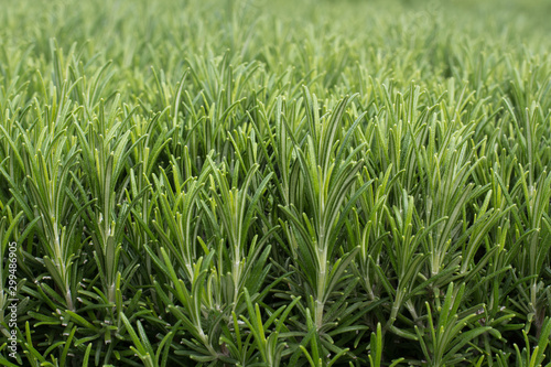 Rosemary hedge detail  depth of field  common aromatic herb.