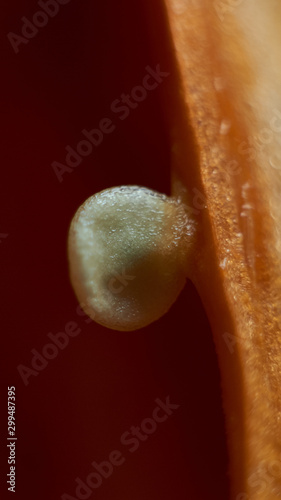 Fresh red paprikas seeds