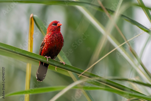 Red avadavat