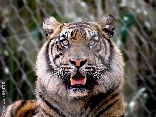 Zoomed in shot of a tiger s head  with a startled look on its face