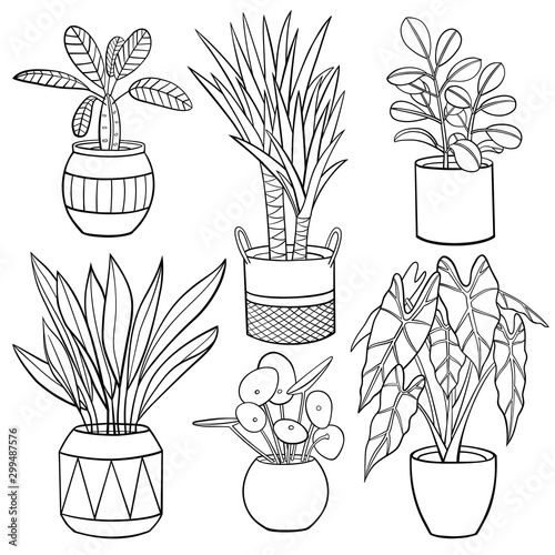  Set of different hand drawn houseplants in planters. Vector outline illustration drawings on a white background