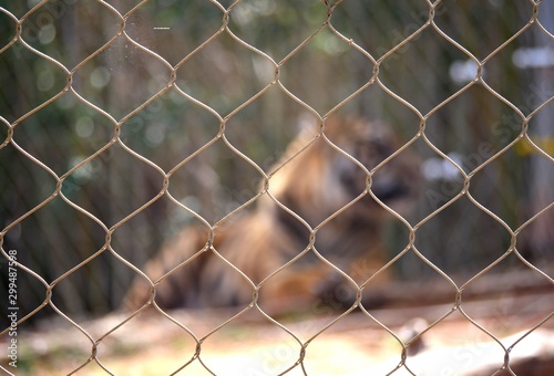 Wide shot of a cyclone wire with bokeh, and a blurred outline of a tiger