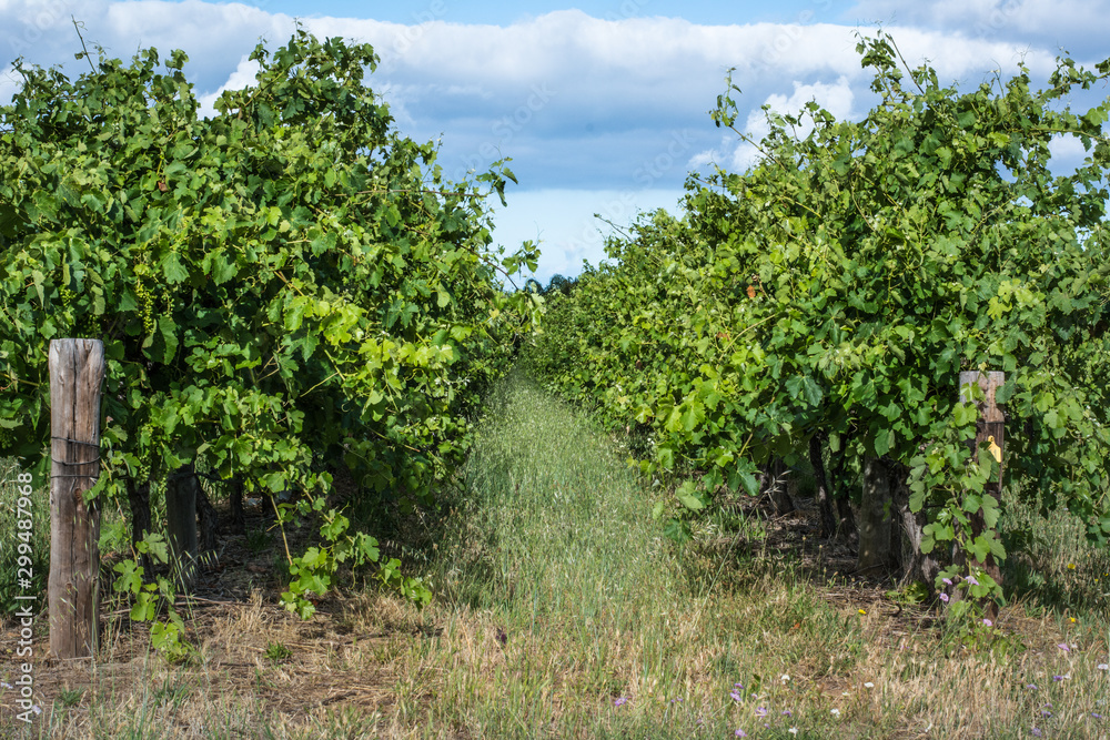 Vineyard rows, early summer growth on grape vines.