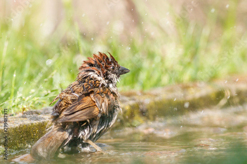 Mazurek (Passer montanus) photo