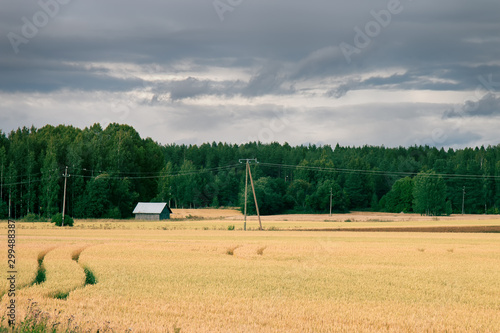 Restless wheat in the fields of Central Europe photo