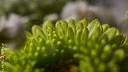 Macro shot of fresh and dry flowers 