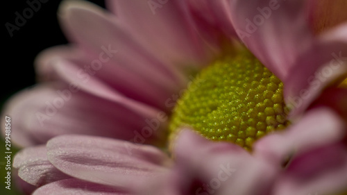 Macro shot of fresh and dry flowers 