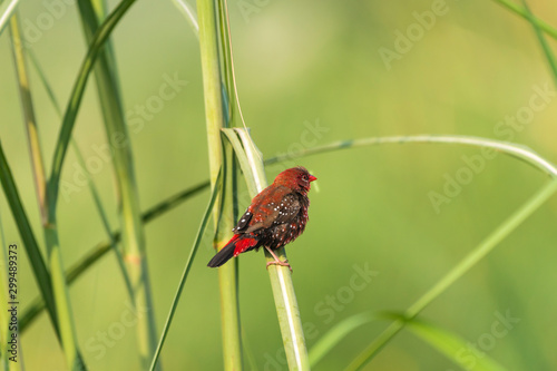 Red avadavat