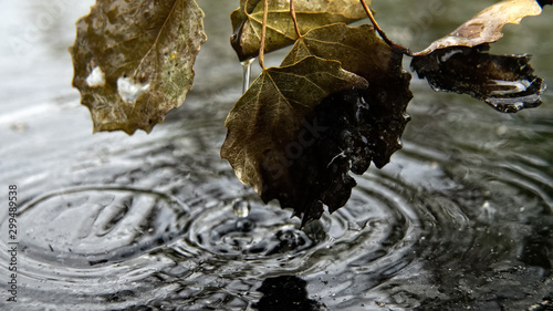 Fotografie Dead leaves with a drop of water and darkness of dirty water.