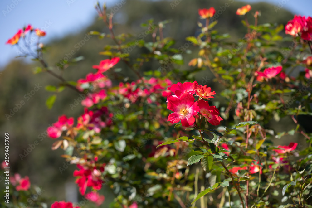 バラ園のきれいなバラの花 バラ園のきれいなバラの花