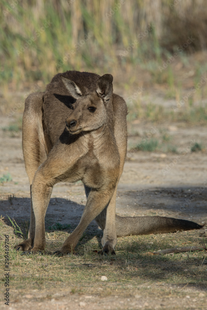 Fototapeta premium Large Western Grey Kangaroo, powerful male with muscular chest, large Australian native marsupial.