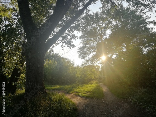 rays of sun in the forest