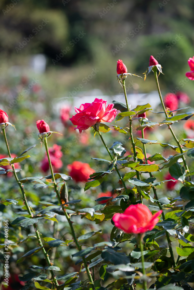 Obraz premium バラ園のきれいなバラの花