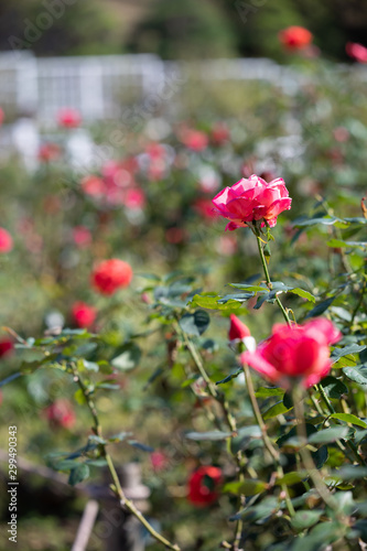 バラ園のきれいなバラの花