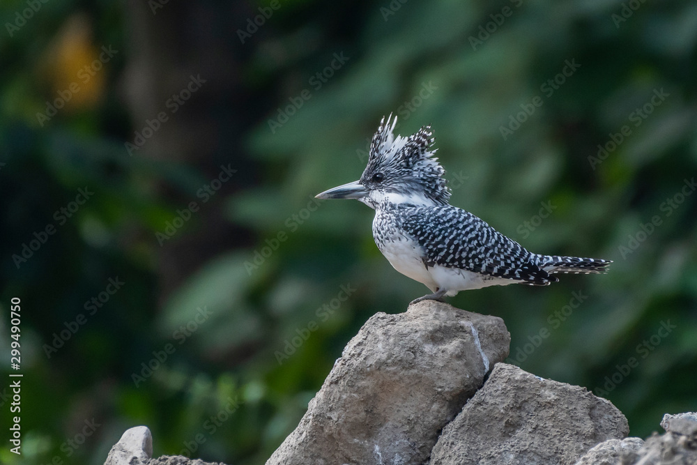 Fototapeta premium Crested kingfisher