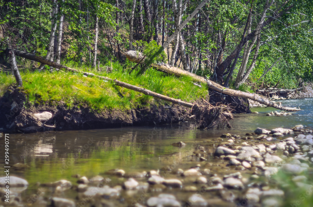 Forest River on a Sunny Summer Day with Water Flowing Over Rocks and Trees Cut Down by Beavers. Forest River on a Sunny Summer Day with Water Flowing Over Rocks and Trees Cut Down by Beavers.