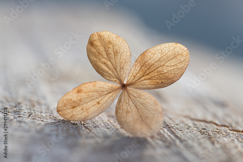 Slika na platnu closeup of faded hydrangea blossom, narrow depth of field