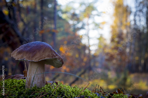 large porcini mushroom grows in wood