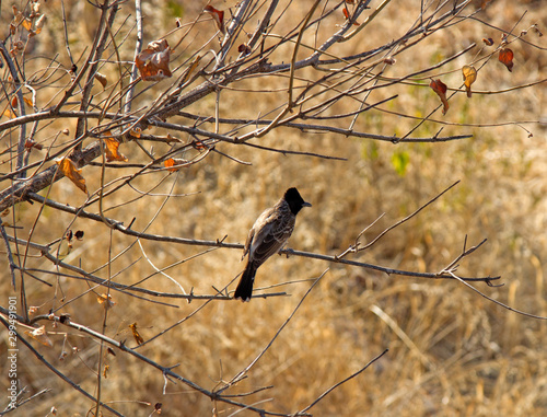 Red-vented Bulbul photo