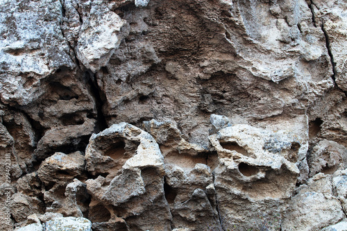 Bryozoan limestone photo