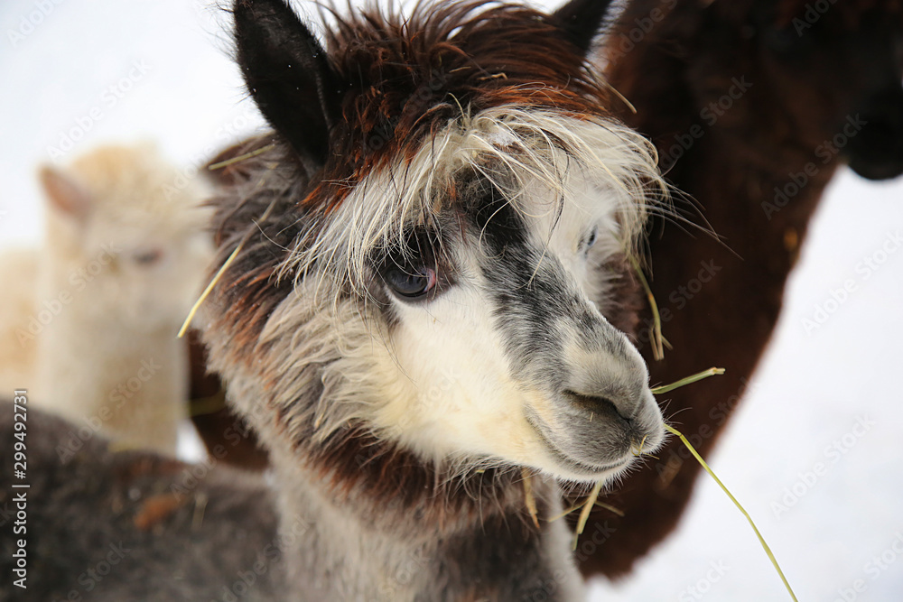 Alpacas in a farm of Europe