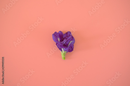 The butterfly pea (blue pea flowers, Aprajita, Cordofan pea, Blue Tea Flowers, Asian pigeonwings.)  isolated on pink background. photo