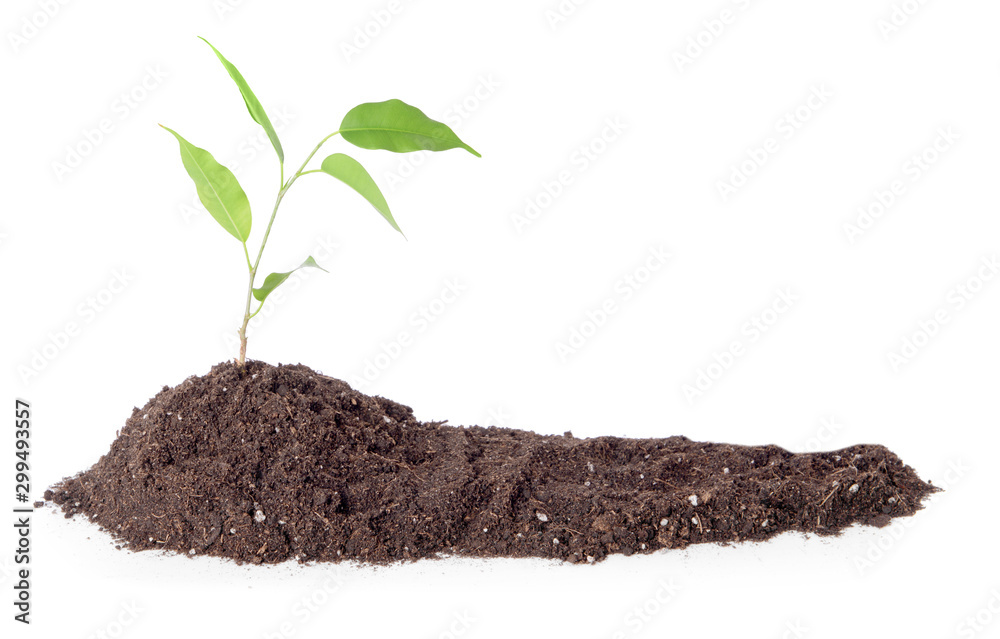 Heap of soil with plant on white background - obrazy, fototapety, plakaty 