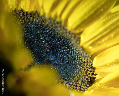 Sonnenblume
