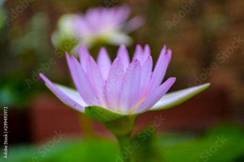 Pink waterlily flower in bloom 