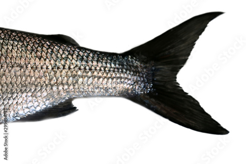 Whitefish (Coregonus lavaretus) photo