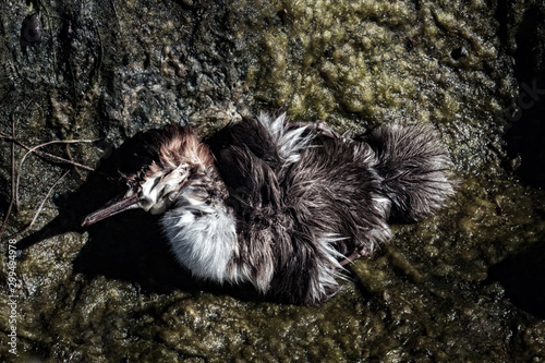 duckling, lost birdy merganser ducks photo