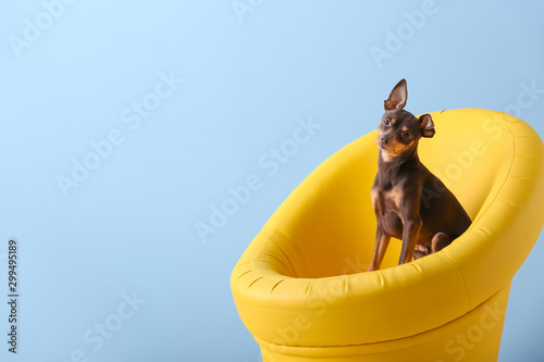 Cute toy terrier dog in armchair on color background